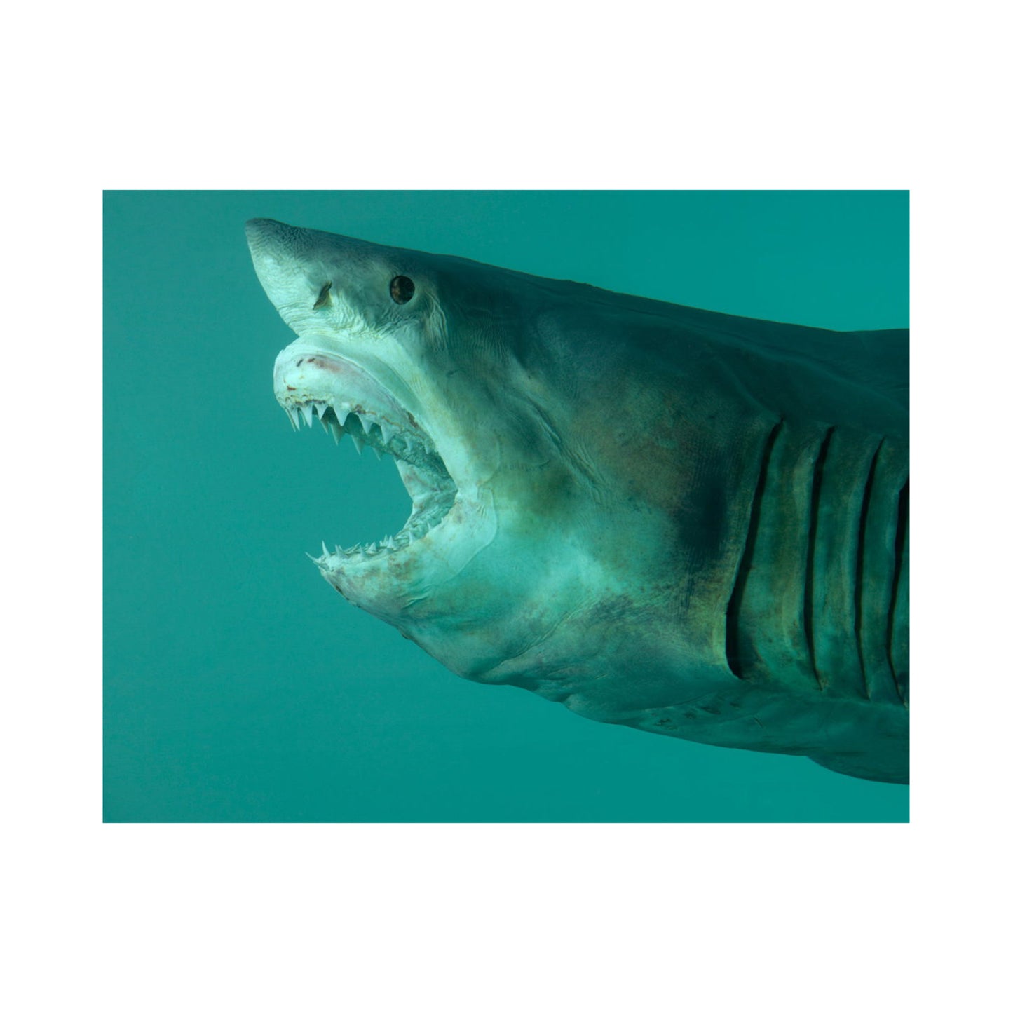 DAMIEN HIRST x SUPREME 'Shark' (2025) Skateboard Deck