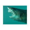 DAMIEN HIRST x SUPREME 'Shark' (2025) Skateboard Deck