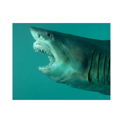 DAMIEN HIRST x SUPREME 'Shark' (2025) Skateboard Deck